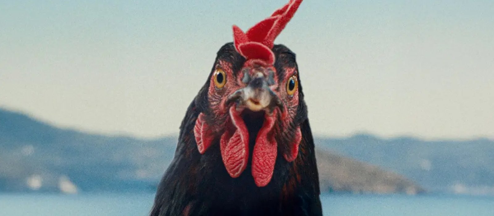 Hen