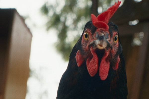 Hen