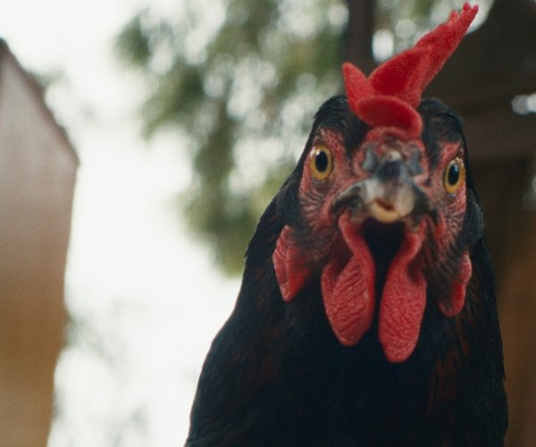 Hen